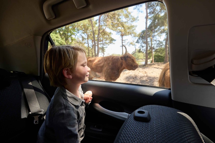 Picture 7 for Activity Hilvarenbeek: Safaripark Beekse Bergen Entry Ticket