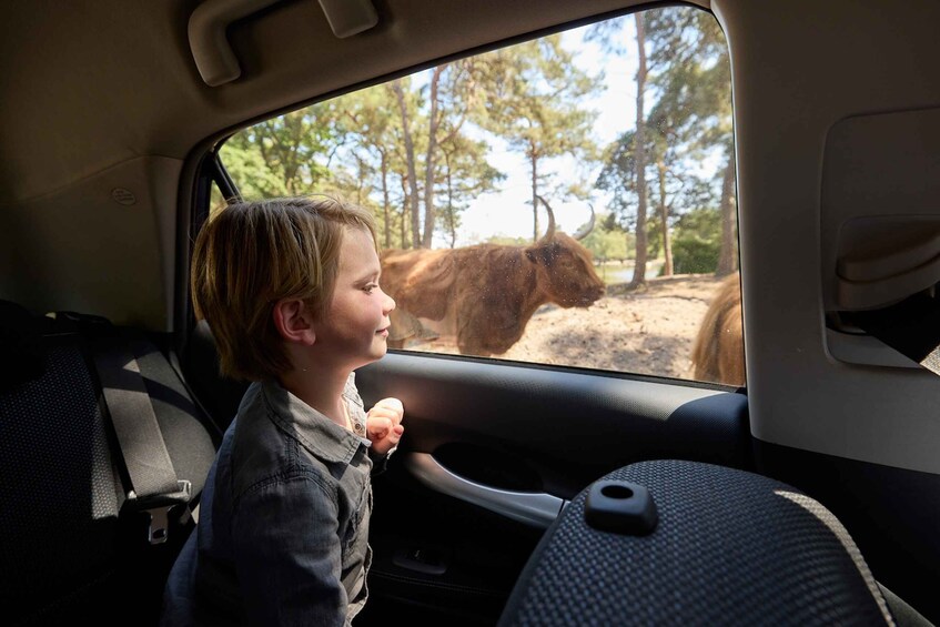 Picture 7 for Activity Hilvarenbeek: Safaripark Beekse Bergen Entry Ticket