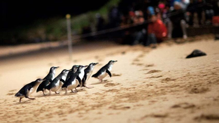 Penguin Parade: General Viewing Entry Ticket