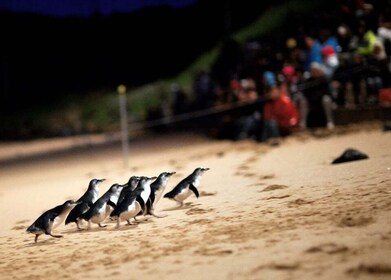 Parade des pingouins : billet d'entrée pour le public en général