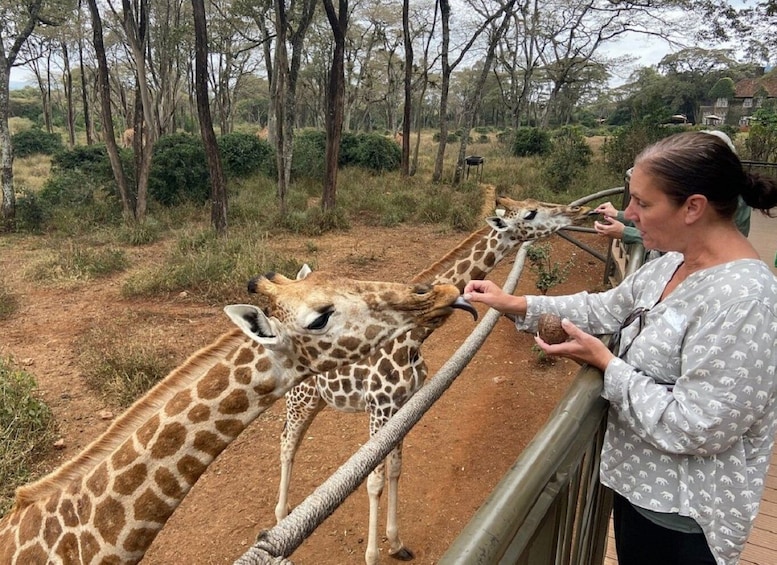 Elephant Orphanage and Giraffe Centre half Day Tour