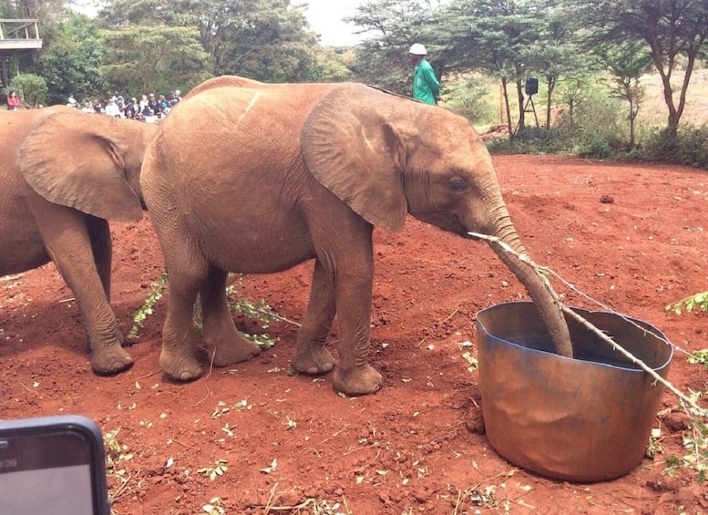 Elephant Orphanage and Giraffe Centre half Day Tour