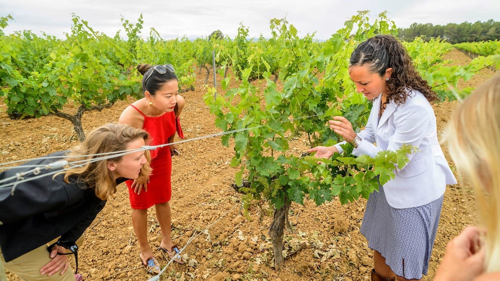 Vineyard tour in Barcelona