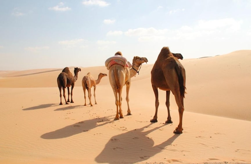 Picture 18 for Activity Doha: Desert Safari, Camel Ride, Dune Bashing & Inland Sea