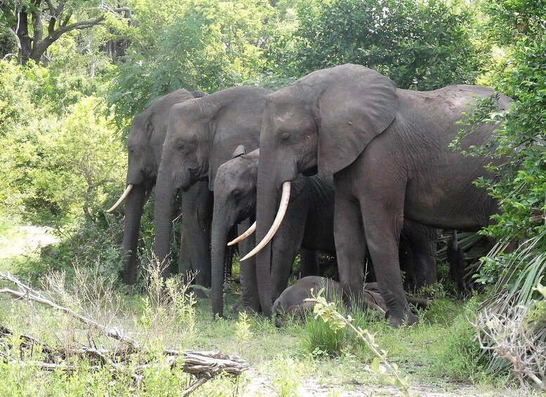 Picture 1 for Activity Nyerere National Park Day trip