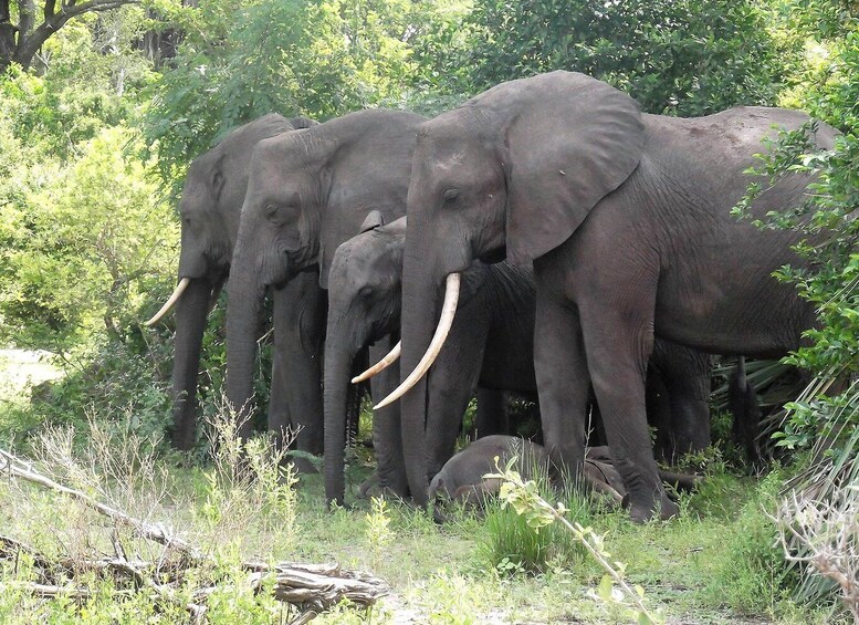 Picture 1 for Activity Nyerere National Park Day trip