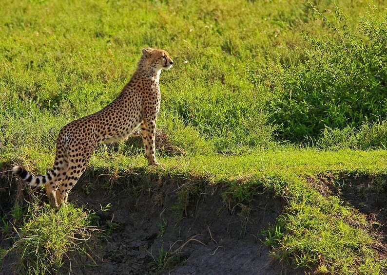 Picture 2 for Activity Nyerere National Park Day trip