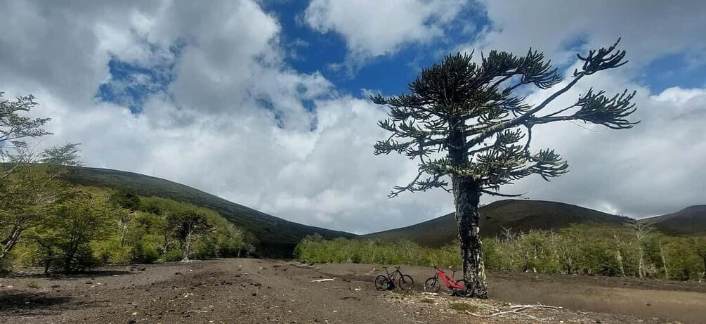 Picture 3 for Activity Pucon: Discover active volcano routes with MTB tour in ebike