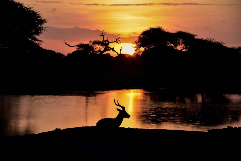 Picture 4 for Activity Skip The Line Access: Panna National Park Jungle Safari