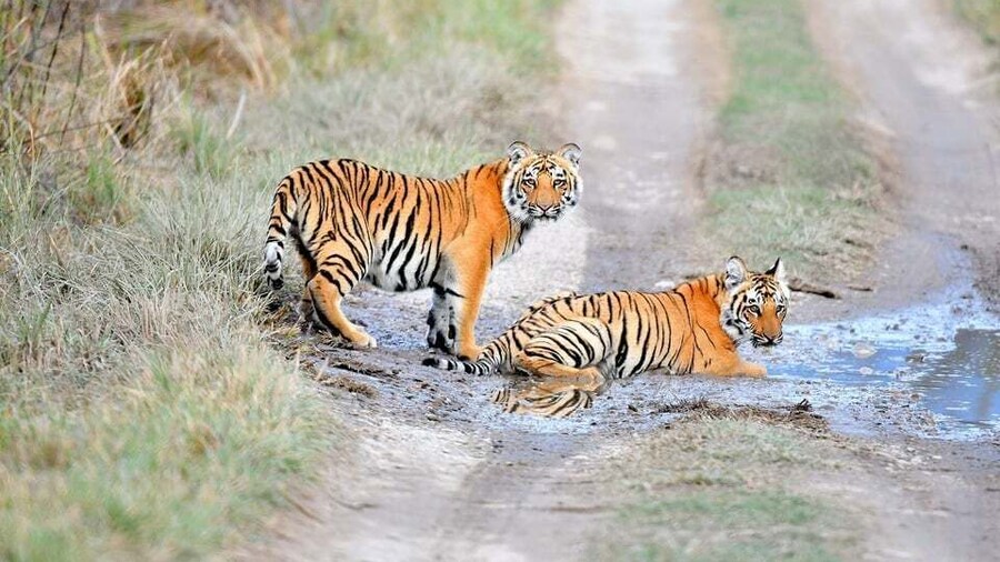 Skip The Line Access: Panna National Park Jungle Safari