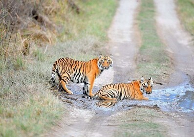 Skip The Line Access: Panna National Park Jungle Safari