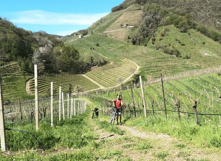 Picture 3 for Activity Valdobbiadene - Prosecco Hills Cycling with Sommelier