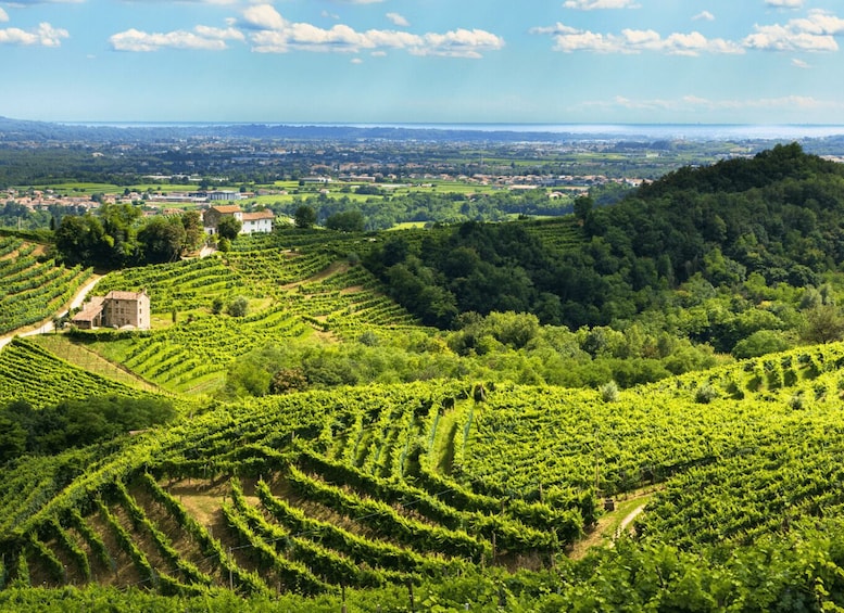 Valdobbiadene - Prosecco Hills Cycling with Sommelier