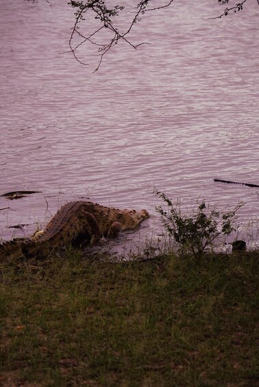 Picture 10 for Activity From Dar Es Salaam:Overnight Safari at Nyerere National Park
