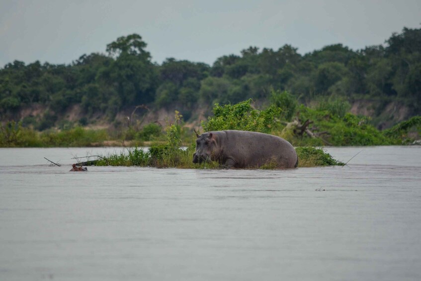 Picture 1 for Activity Dar Es Salaam: Overnight safari at Nyerere National Park