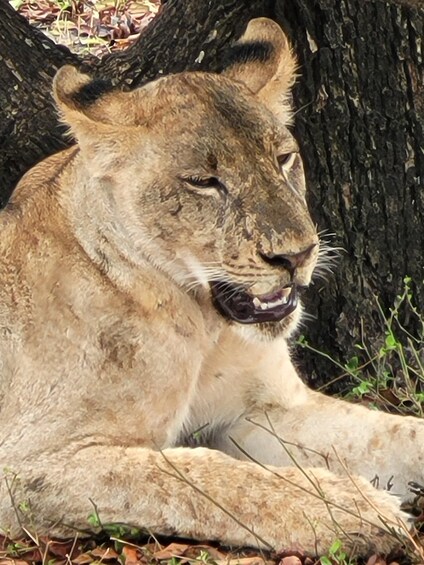 From Dar Es Salaam:Overnight Safari at Nyerere National Park