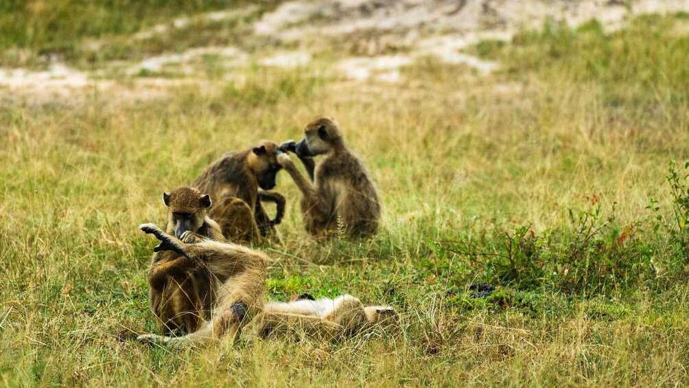 Picture 17 for Activity From Dar Es Salaam:Overnight Safari at Nyerere National Park