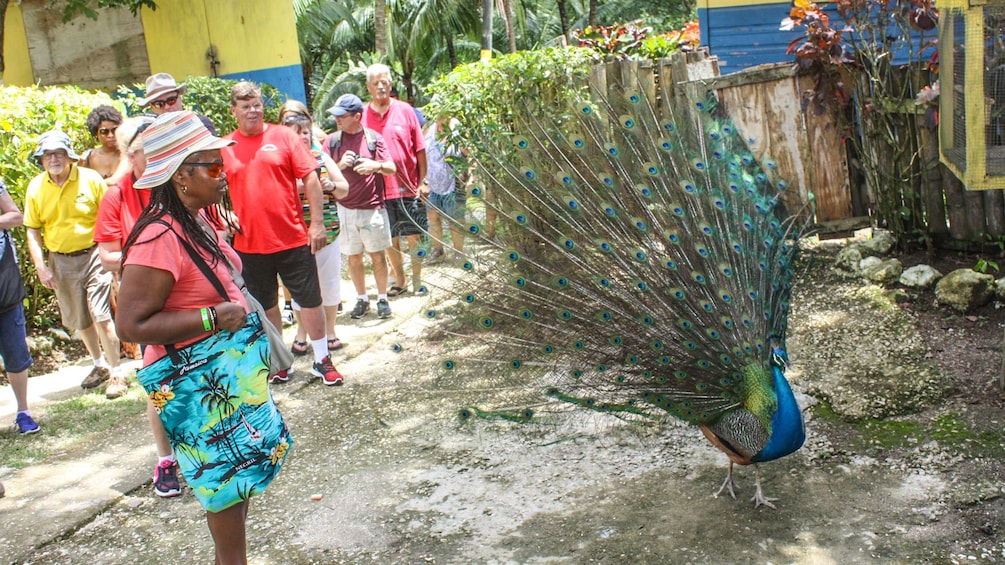 Tour group looks on at a Peacock