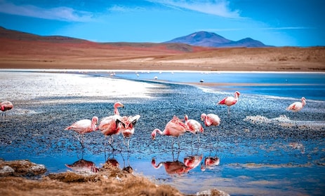 From La Paz: 4-Day Trip to San Pedro de Atacama w/Salt Flats