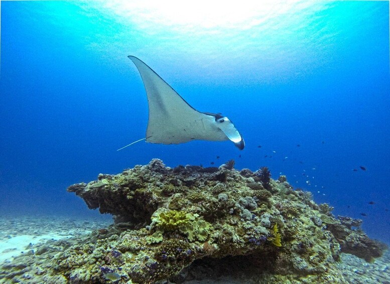 Picture 3 for Activity From Naha Scuba Diving Trip in Kerama(for certified divers)