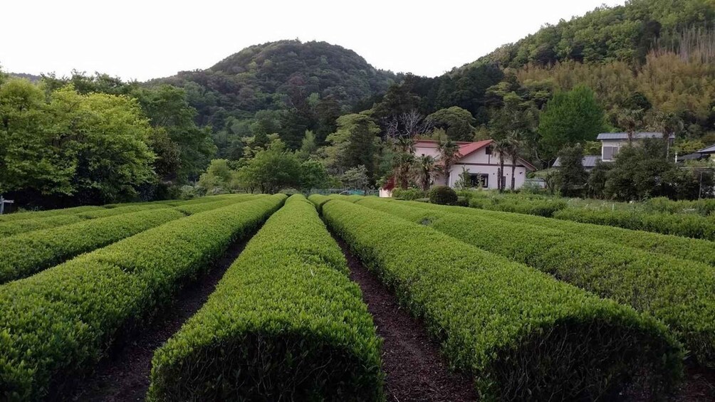 Izu Peninsula: Ike Village Experience