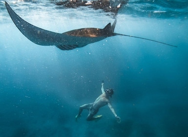 From Nusa Penida: Guided Snorkelling 4 Spots with Manta Rays
