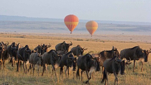 11 días y 10 noches de alojamiento privado y campamento en Kenia y Tanzania