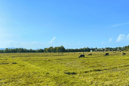 ヤオヤイ島の地域文化コミュニティ