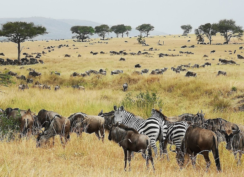 Picture 8 for Activity From Zanzibar: 3-Day Serengeti Safari with Flights and Meals