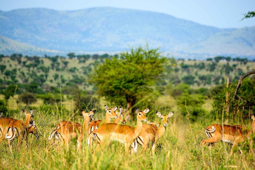 Picture 7 for Activity From Zanzibar: 3-Day Serengeti Safari with Flights and Meals