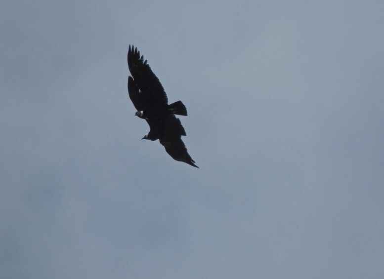 Picture 8 for Activity From Quito: Antisana and Condor Watching Guided Day Trip