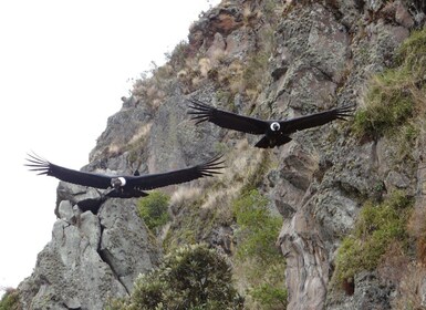 De Quito : Antisana et Condor regarder excursion guidée d’une journée