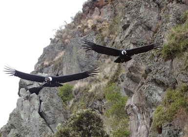 From Quito: Antisana and Condor Watching Guided Day Trip