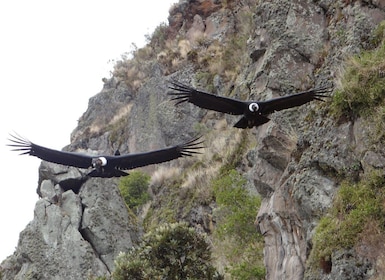 Quitosta: Antisana ja Condor Watching Opastettu päiväretki