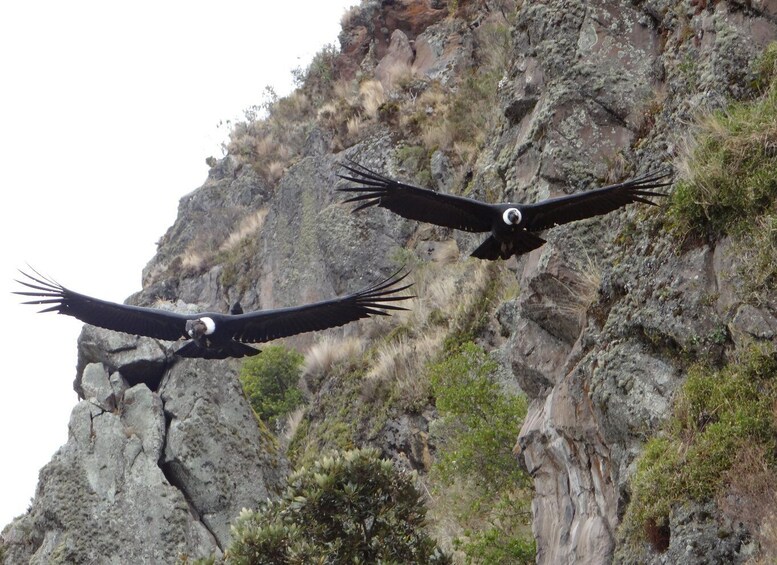 From Quito: Antisana and Condor Watching Guided Day Trip