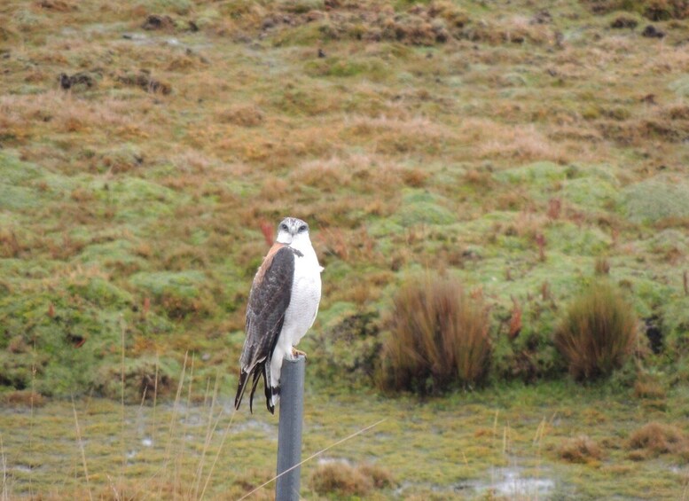 Picture 23 for Activity From Quito: Antisana and Condor Watching Guided Day Trip