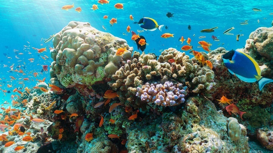 Nha Trang Half Day Snorkeling Trip