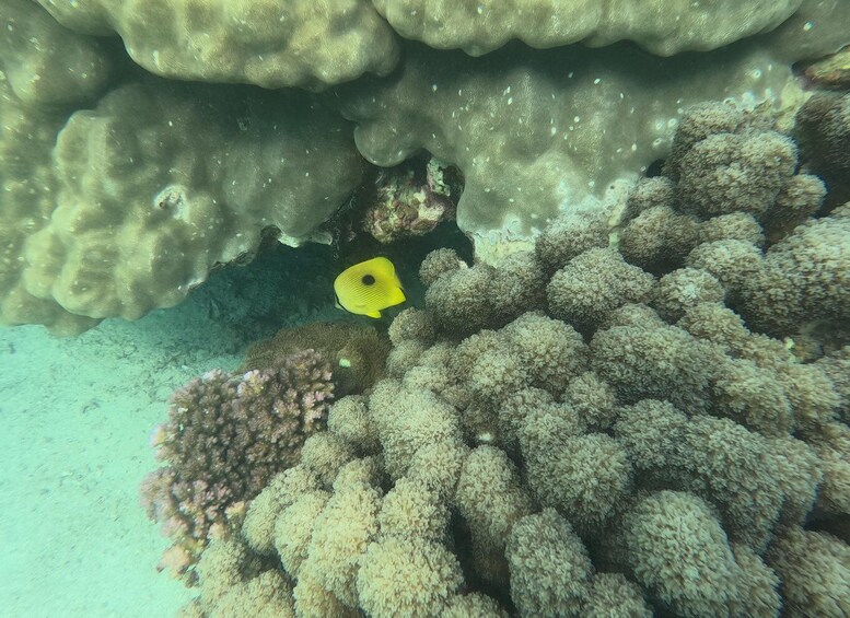 Picture 19 for Activity Zanzibar : The “Reef and Beach” Submarine Tour