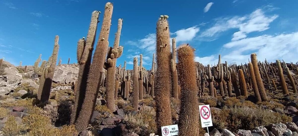 Picture 6 for Activity Uyuni Salt Flat Full Day Tour for 4 with speak English guide