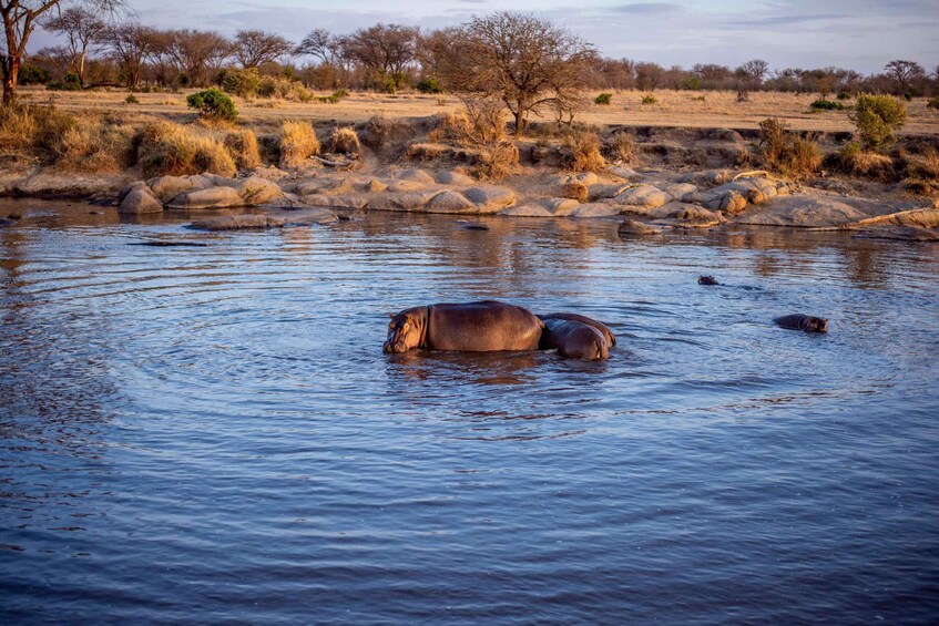 Picture 6 for Activity Serengeti & Tarangire: Exclusive Balloon Safari