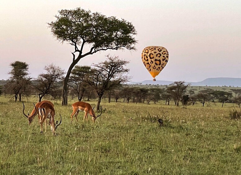 Picture 4 for Activity Serengeti & Tarangire: Exclusive Balloon Safari