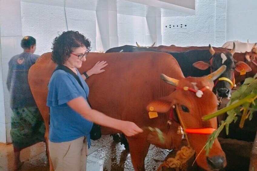 Temple cow