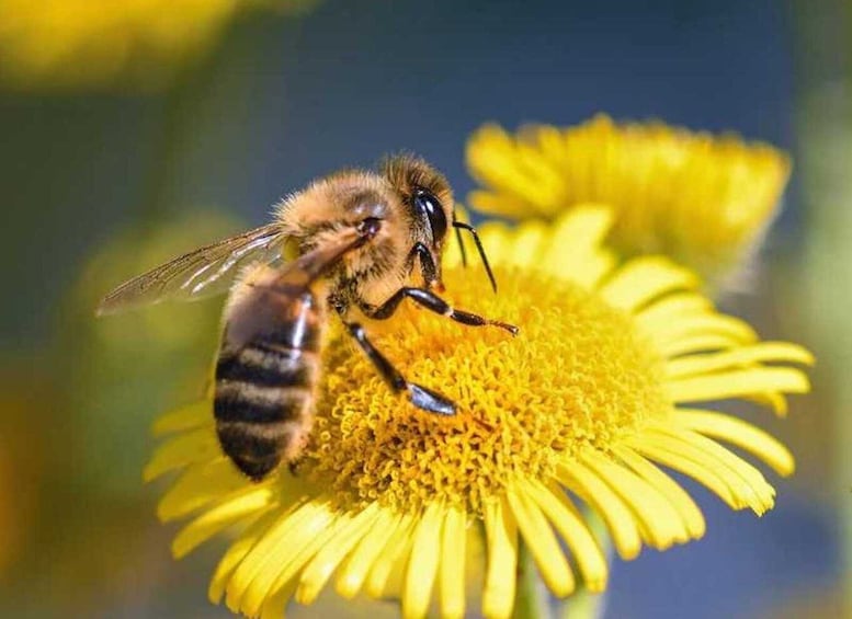 Kelowna: E-Bike Bee Tour w/ Tastings, Lunch, and Audioguide