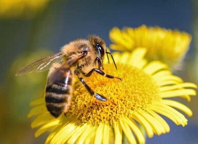 Kelowna: E-Bike Bee Tour w/ Tastings, Lunch, and Audioguide