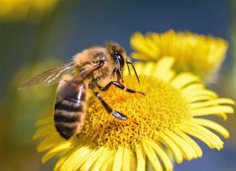 Kelowna: E-Bike Bee Tour w/ Tastings, Lunch, and Audioguide