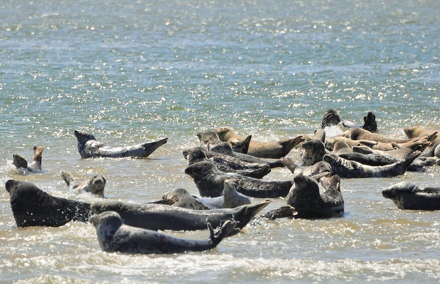 Picture 3 for Activity Small group full day island tour to Texel from Amsterdam