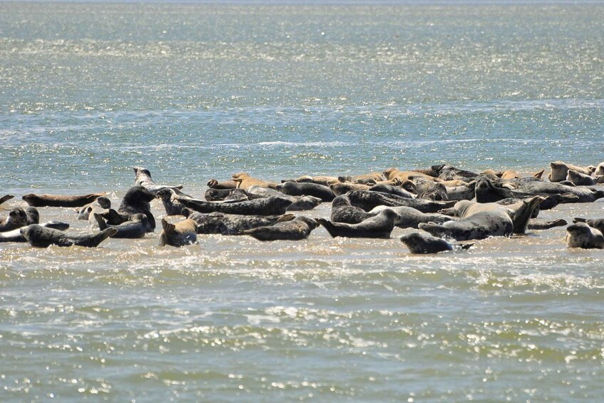 Picture 2 for Activity Small group full day island tour to Texel from Amsterdam