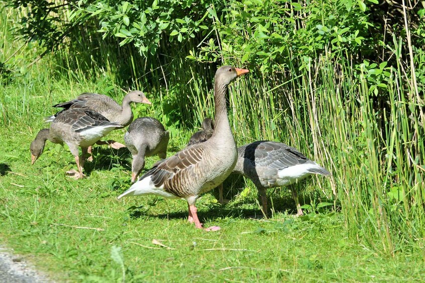 Picture 4 for Activity Small group full day island tour to Texel from Amsterdam