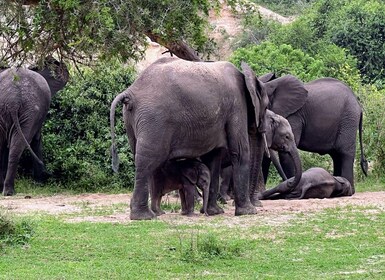 6 días Lake Mburo NP Queen Elizabeth NP & Murchison Falls
