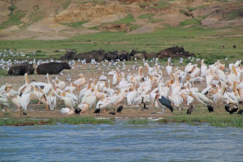 Picture 4 for Activity 6-Day Uganda Wildlife Viewing And Murchison Falls